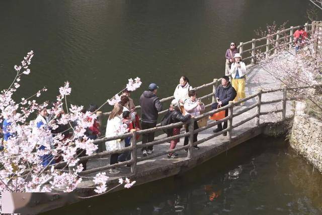 破萬！清涼寨櫻花旅游季啟幕