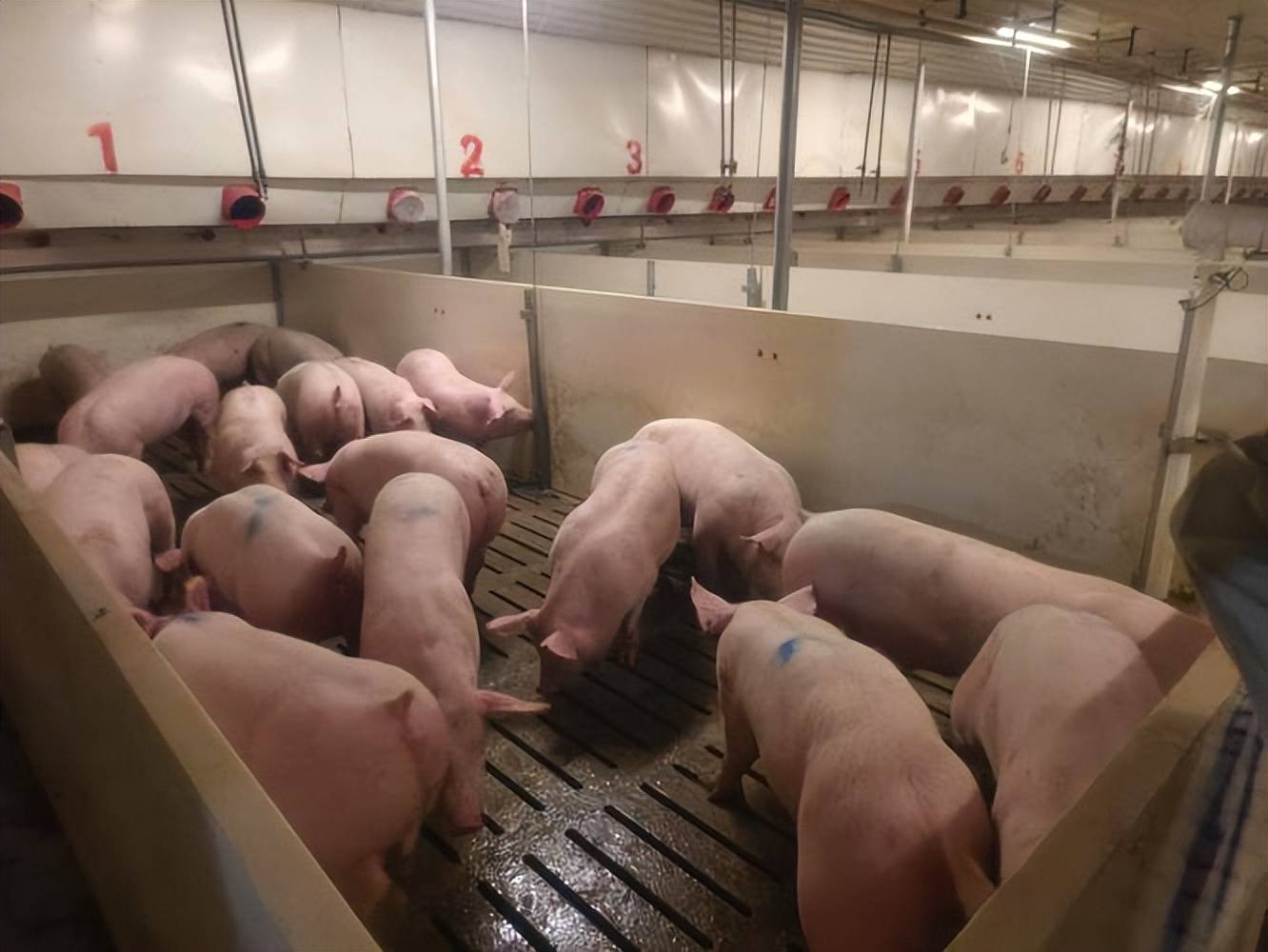 仔豬拉黃白痢什么原因引起？先查這幾點(diǎn)，建議收藏備用！