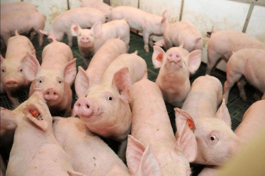 仔豬拉黃白痢什么原因引起？先查這幾點(diǎn)，建議收藏備用！