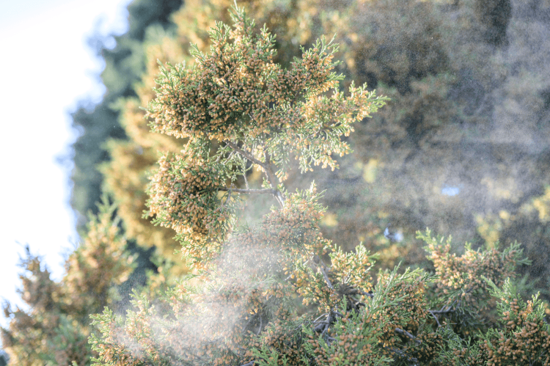 戴口罩！關(guān)閉門(mén)窗！今年提前“殺到”，多人中招！深圳網(wǎng)友：臉都腫了