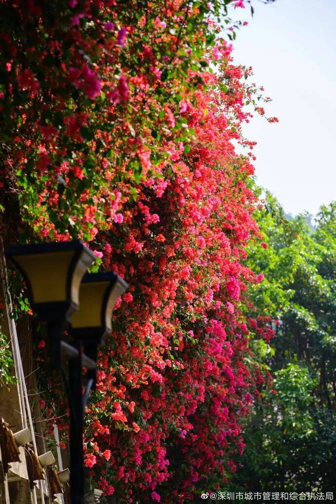 戴口罩！關(guān)閉門(mén)窗！今年提前“殺到”，多人中招！深圳網(wǎng)友：臉都腫了