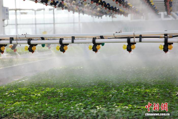 浙江桐鄉(xiāng)：科技育苗助春耕