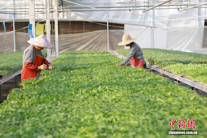 浙江桐鄉(xiāng)：科技育苗助春耕