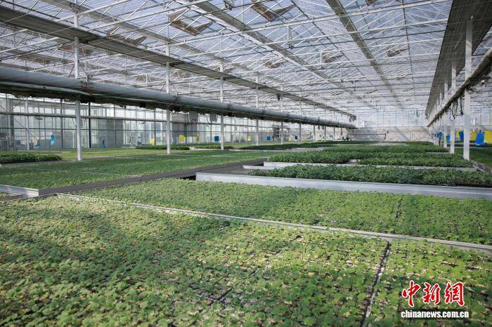 浙江桐鄉(xiāng)：科技育苗助春耕