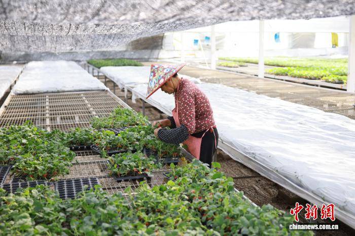 浙江桐鄉(xiāng)：科技育苗助春耕