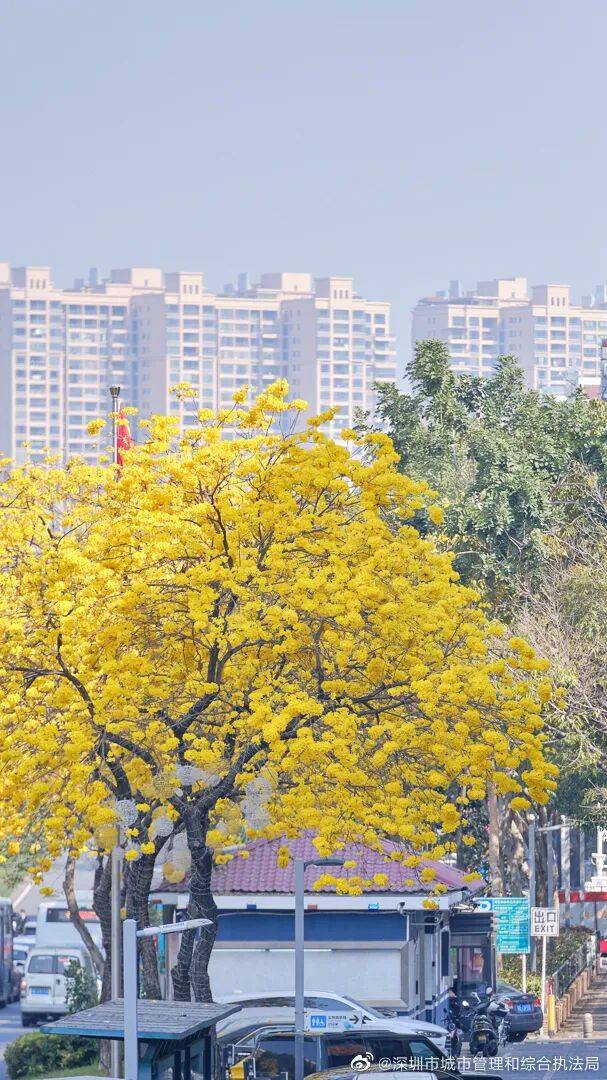 戴口罩！關(guān)閉門(mén)窗！今年提前“殺到”，多人中招！深圳網(wǎng)友：臉都腫了