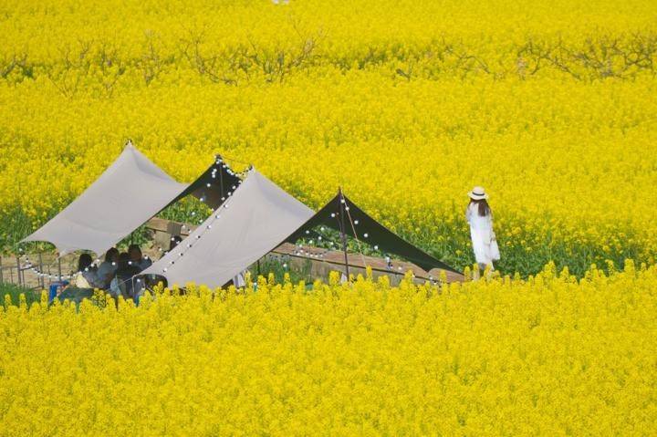 原創(chuàng)太原規(guī)模最大的油菜花即將上線，超級壯觀，提前收藏、不要錯過！