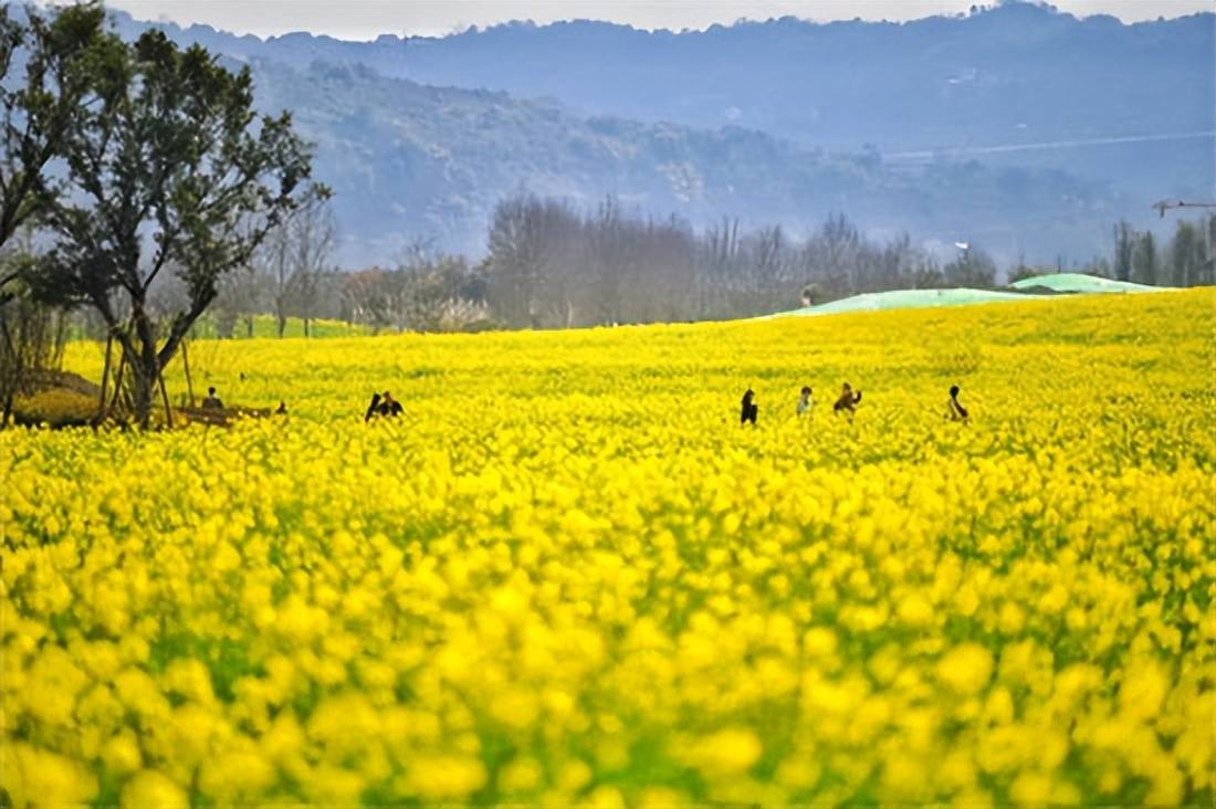 原創(chuàng)太原規(guī)模最大的油菜花即將上線，超級壯觀，提前收藏、不要錯過！