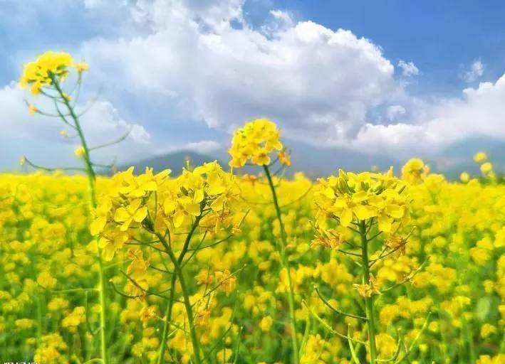 原創(chuàng)太原規(guī)模最大的油菜花即將上線，超級壯觀，提前收藏、不要錯過！