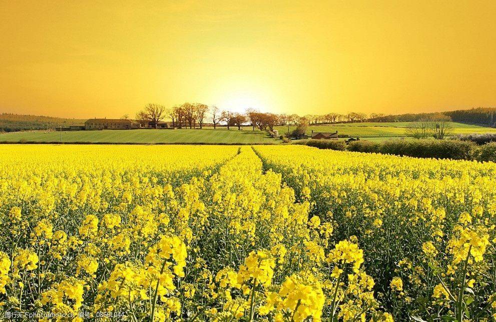 原創(chuàng)太原規(guī)模最大的油菜花即將上線，超級壯觀，提前收藏、不要錯過！