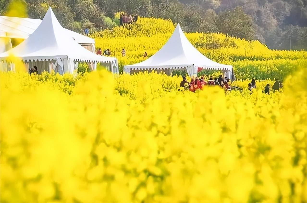 原創(chuàng)太原規(guī)模最大的油菜花即將上線，超級壯觀，提前收藏、不要錯過！