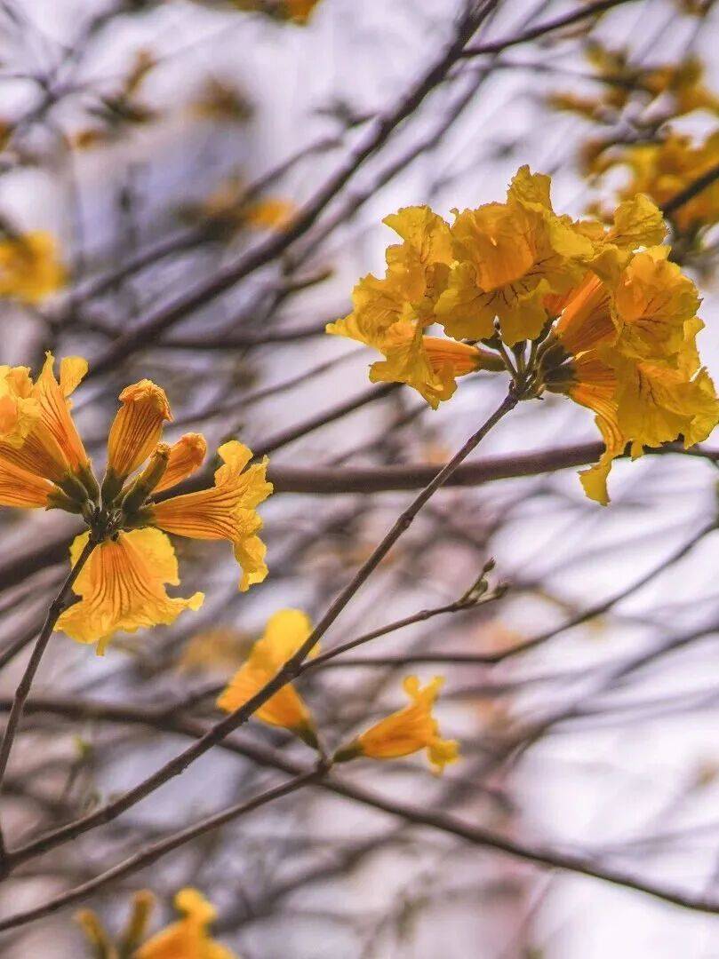 收藏！泉州春日賞花去哪里？花期+地址全攻略
