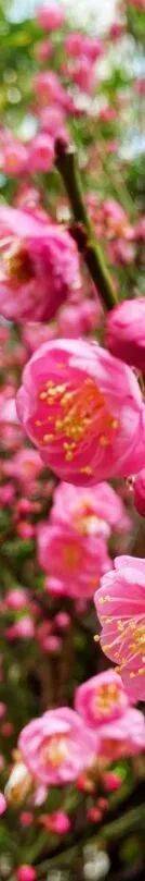 收藏！泉州春日賞花去哪里？花期+地址全攻略