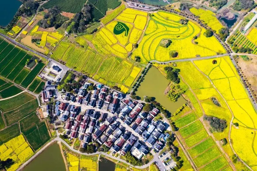 不用跑遠(yuǎn)！南京市區(qū)及周邊油菜花地圖，收藏出發(fā)