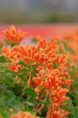 收藏！泉州春日賞花去哪里？花期+地址全攻略