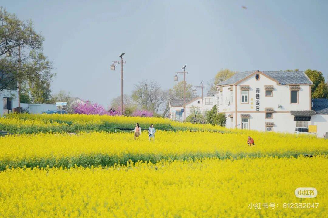 不用跑遠(yuǎn)！南京市區(qū)及周邊油菜花地圖，收藏出發(fā)