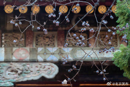 收藏了解！故宮里的小眾花木也值得一看