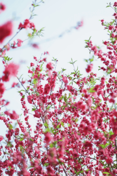 收藏！泉州春日賞花去哪里？花期+地址全攻略