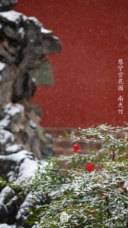 收藏了解！故宮里的小眾花木也值得一看