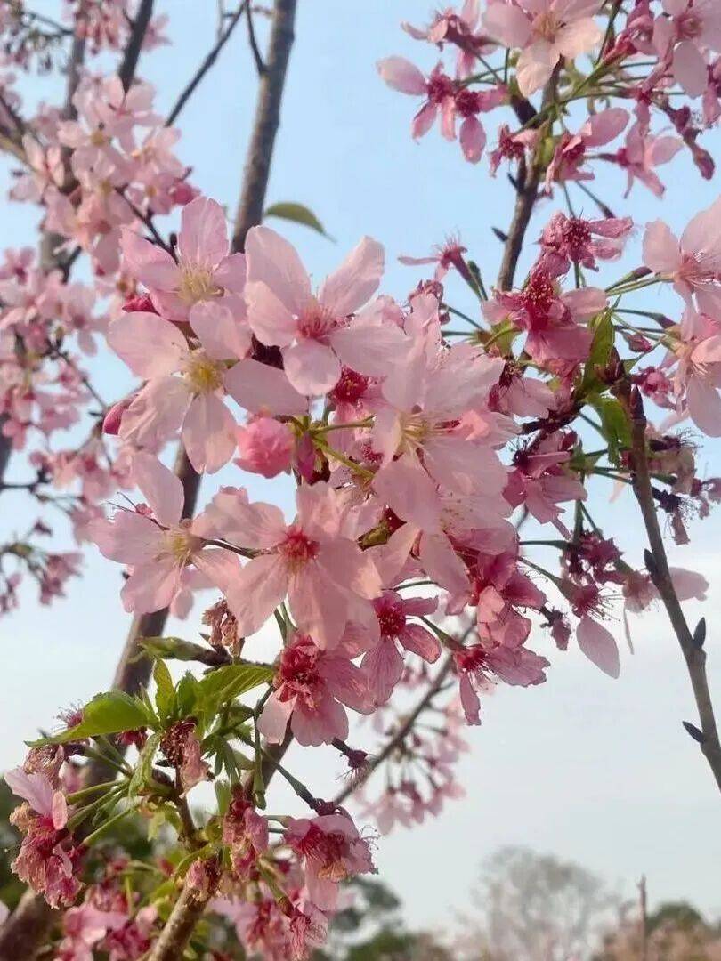 收藏！泉州春日賞花去哪里？花期+地址全攻略