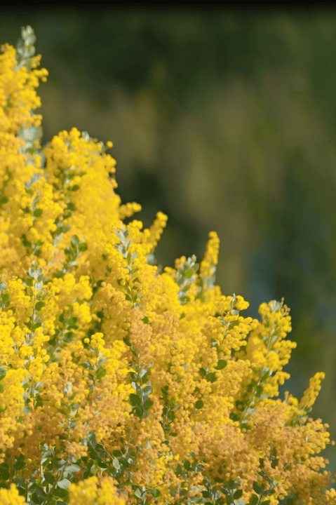 收藏！泉州春日賞花去哪里？花期+地址全攻略