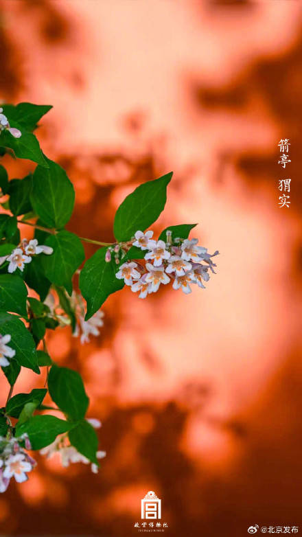 收藏了解！故宮里的小眾花木也值得一看