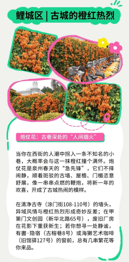 收藏！泉州春日賞花去哪里？花期+地址全攻略