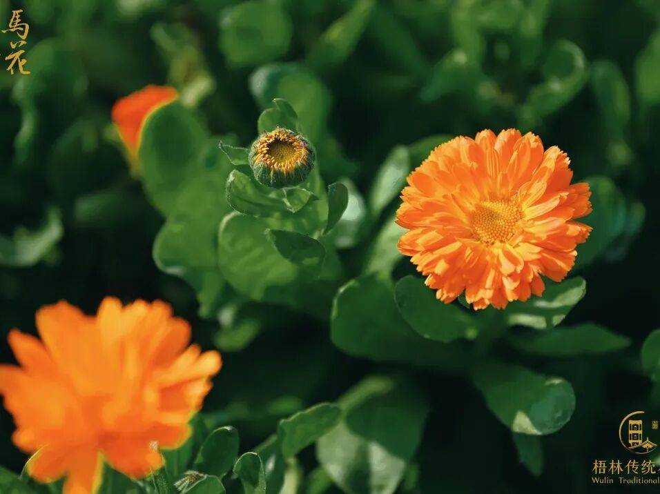 收藏！泉州春日賞花去哪里？花期+地址全攻略