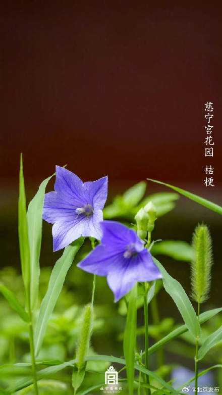 收藏了解！故宮里的小眾花木也值得一看