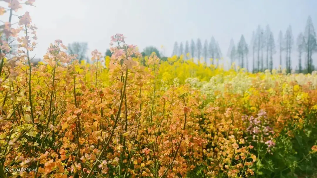 不用跑遠(yuǎn)！南京市區(qū)及周邊油菜花地圖，收藏出發(fā)