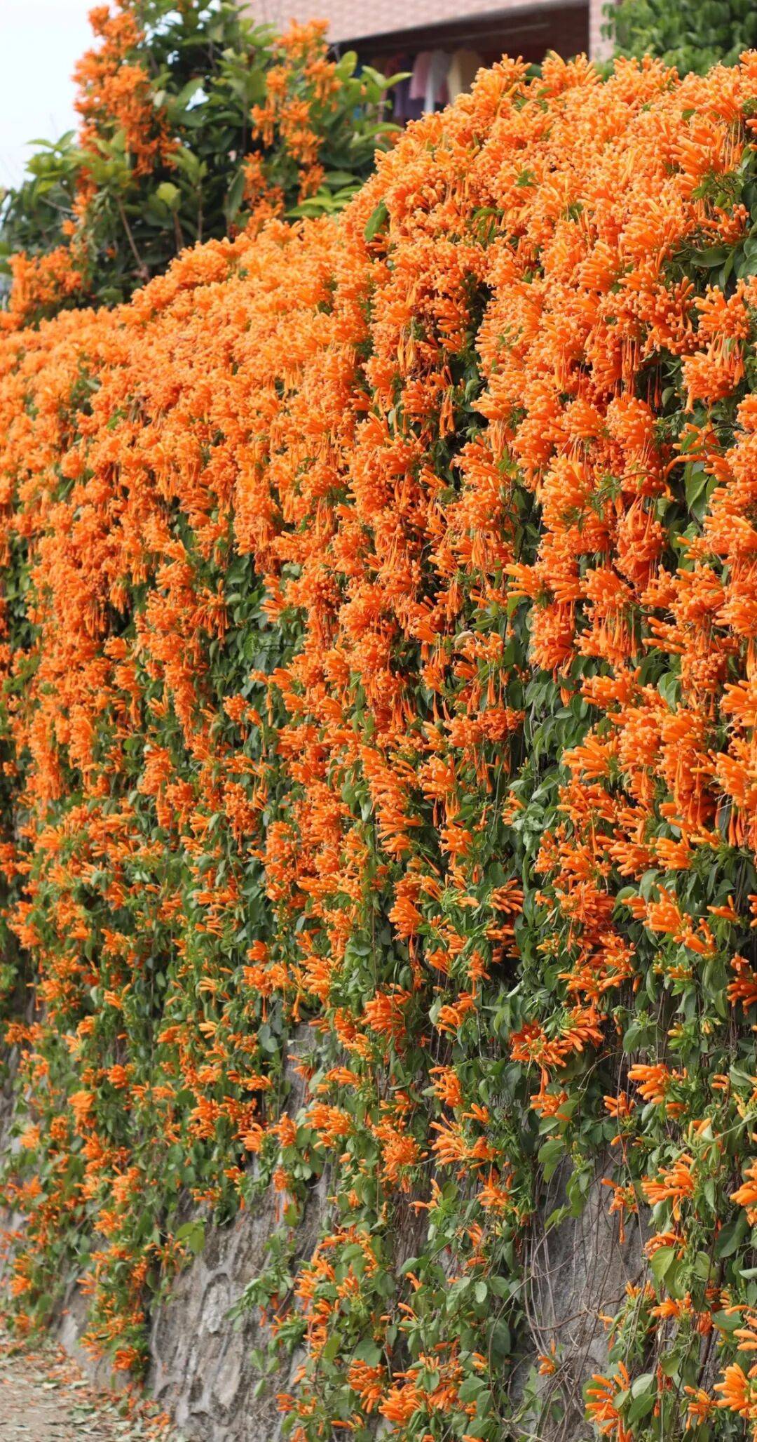 收藏！泉州春日賞花去哪里？花期+地址全攻略