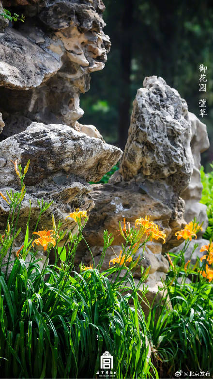 收藏了解！故宮里的小眾花木也值得一看