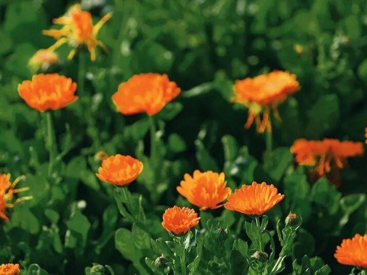 收藏！泉州春日賞花去哪里？花期+地址全攻略