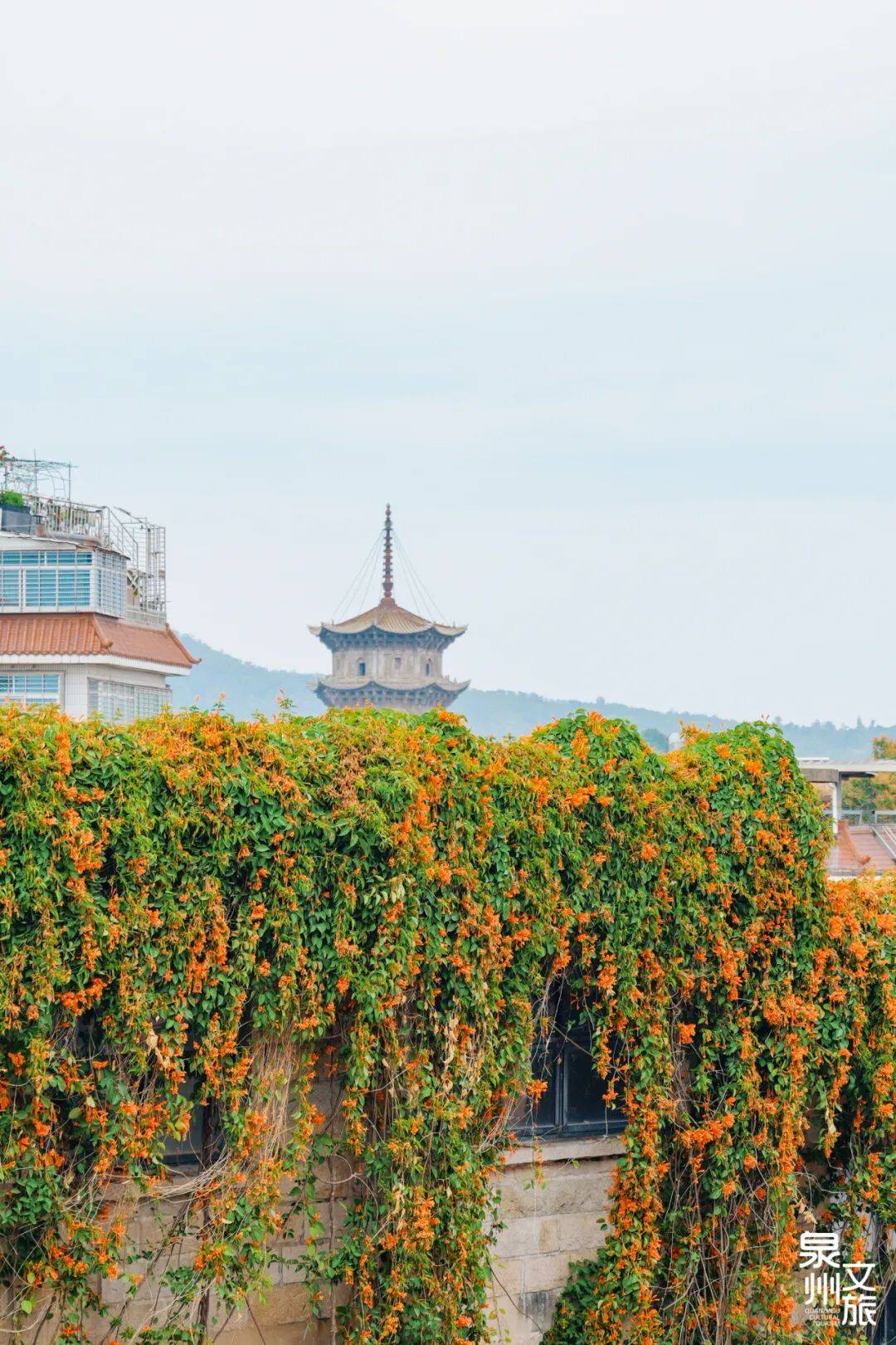 收藏！泉州春日賞花去哪里？花期+地址全攻略