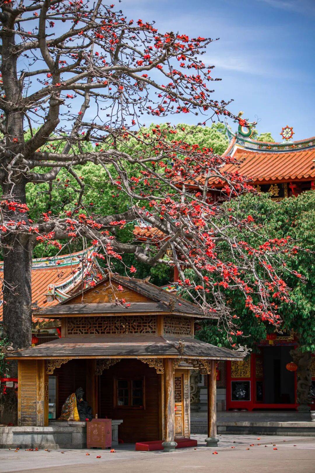 收藏！泉州春日賞花去哪里？花期+地址全攻略