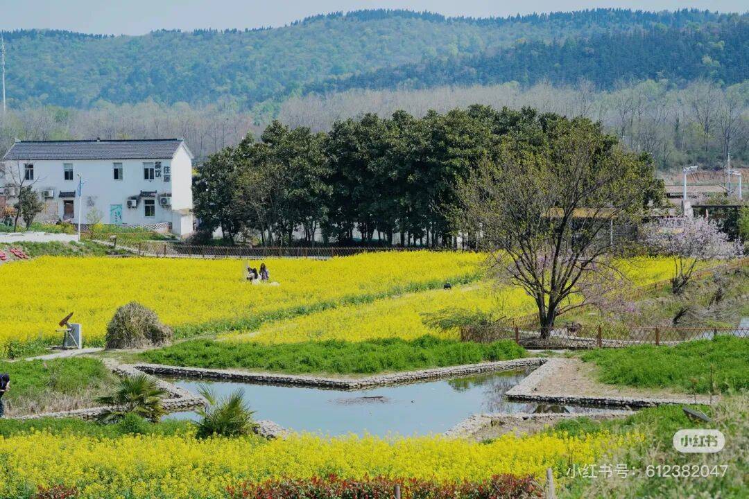 不用跑遠(yuǎn)！南京市區(qū)及周邊油菜花地圖，收藏出發(fā)