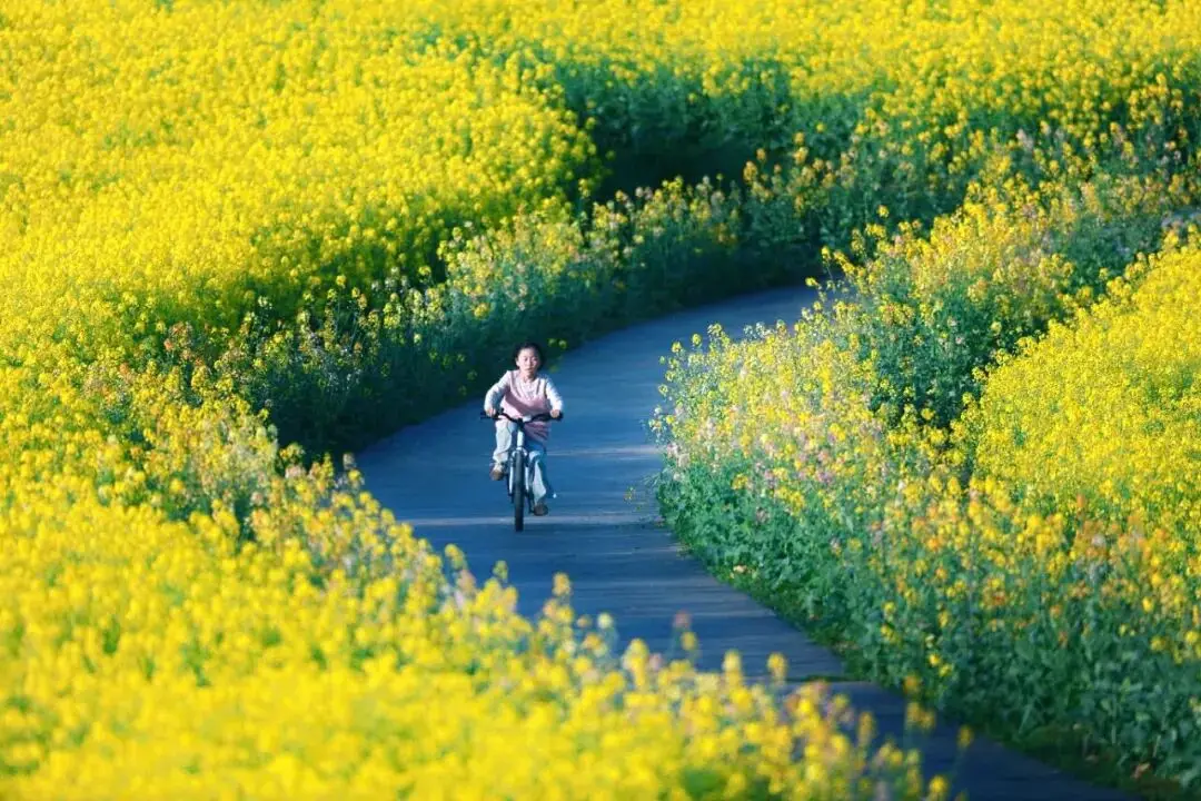 不用跑遠(yuǎn)！南京市區(qū)及周邊油菜花地圖，收藏出發(fā)