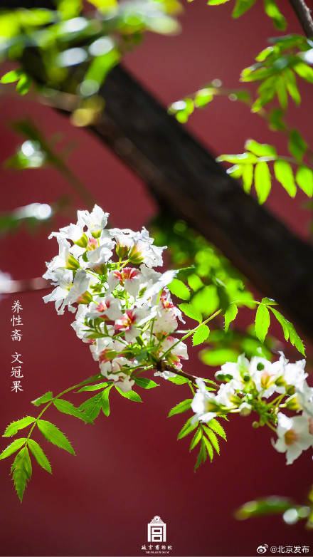 收藏了解！故宮里的小眾花木也值得一看