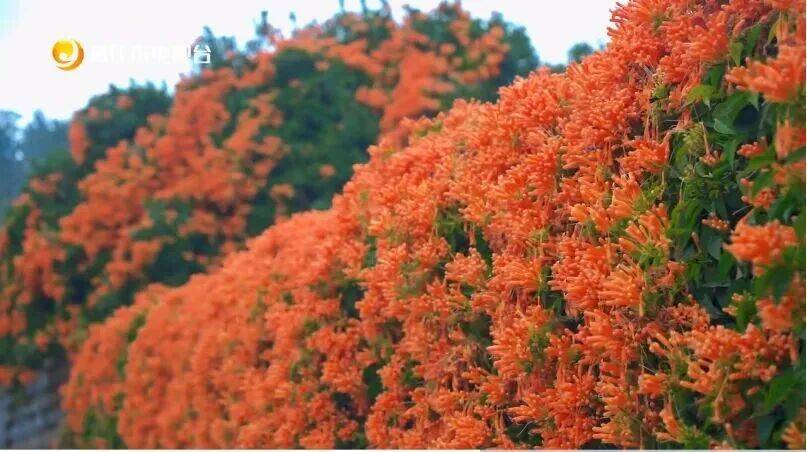 收藏！泉州春日賞花去哪里？花期+地址全攻略