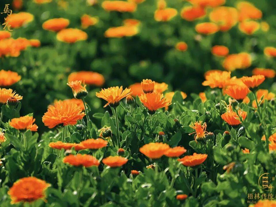 收藏！泉州春日賞花去哪里？花期+地址全攻略