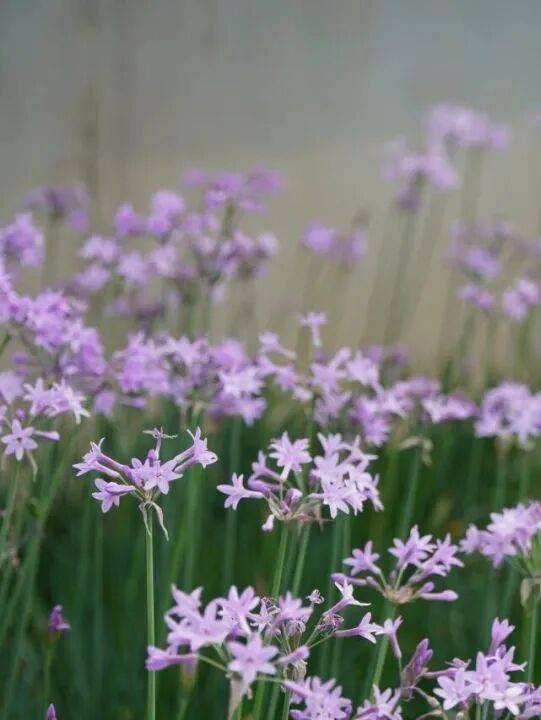 收藏！泉州春日賞花去哪里？花期+地址全攻略