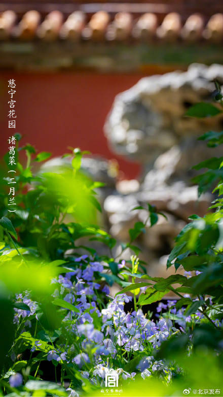 收藏了解！故宮里的小眾花木也值得一看