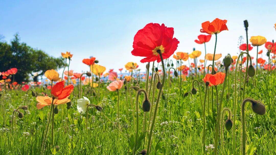 收藏！泉州春日賞花去哪里？花期+地址全攻略