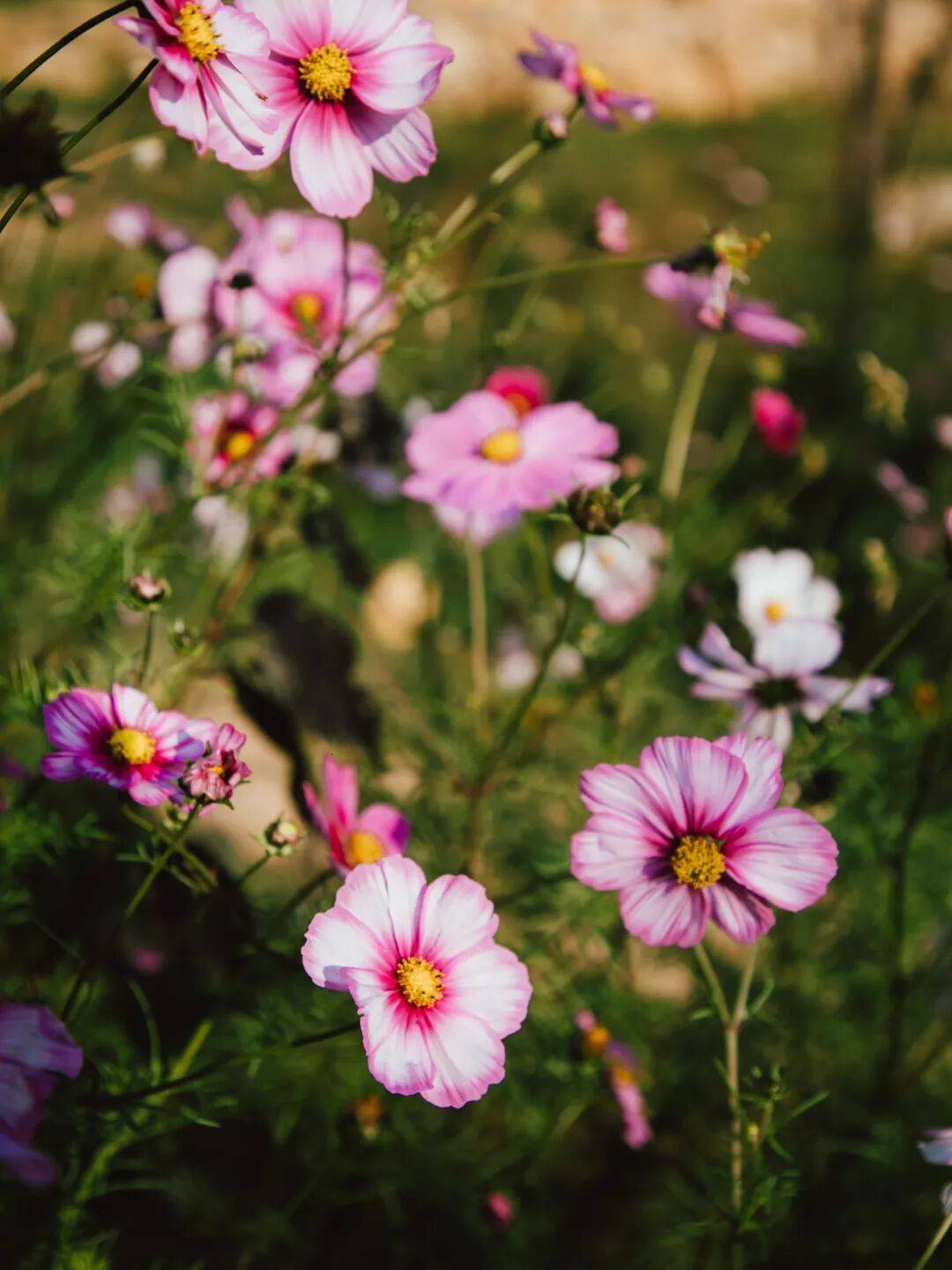 收藏！泉州春日賞花去哪里？花期+地址全攻略