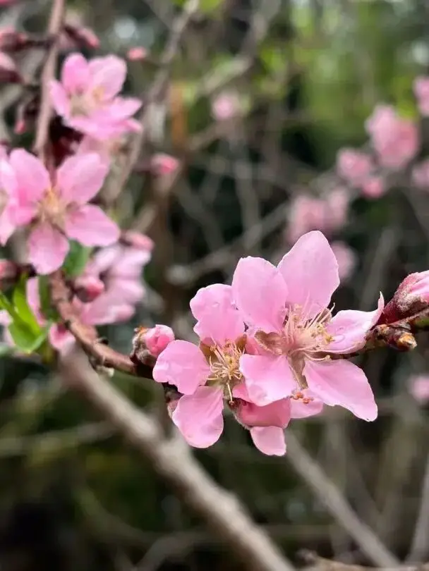收藏！泉州春日賞花去哪里？花期+地址全攻略