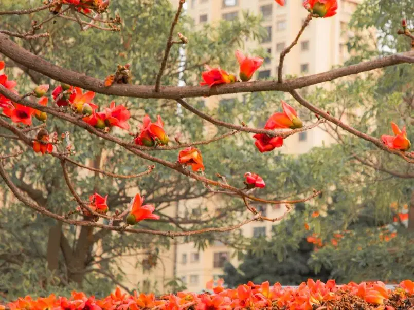 收藏！泉州春日賞花去哪里？花期+地址全攻略