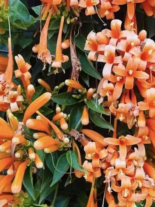 收藏！泉州春日賞花去哪里？花期+地址全攻略