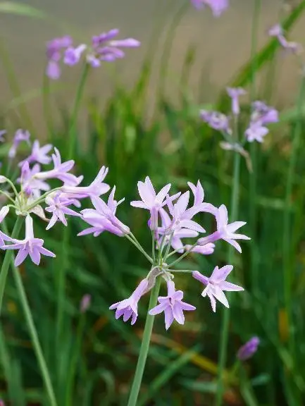 收藏！泉州春日賞花去哪里？花期+地址全攻略