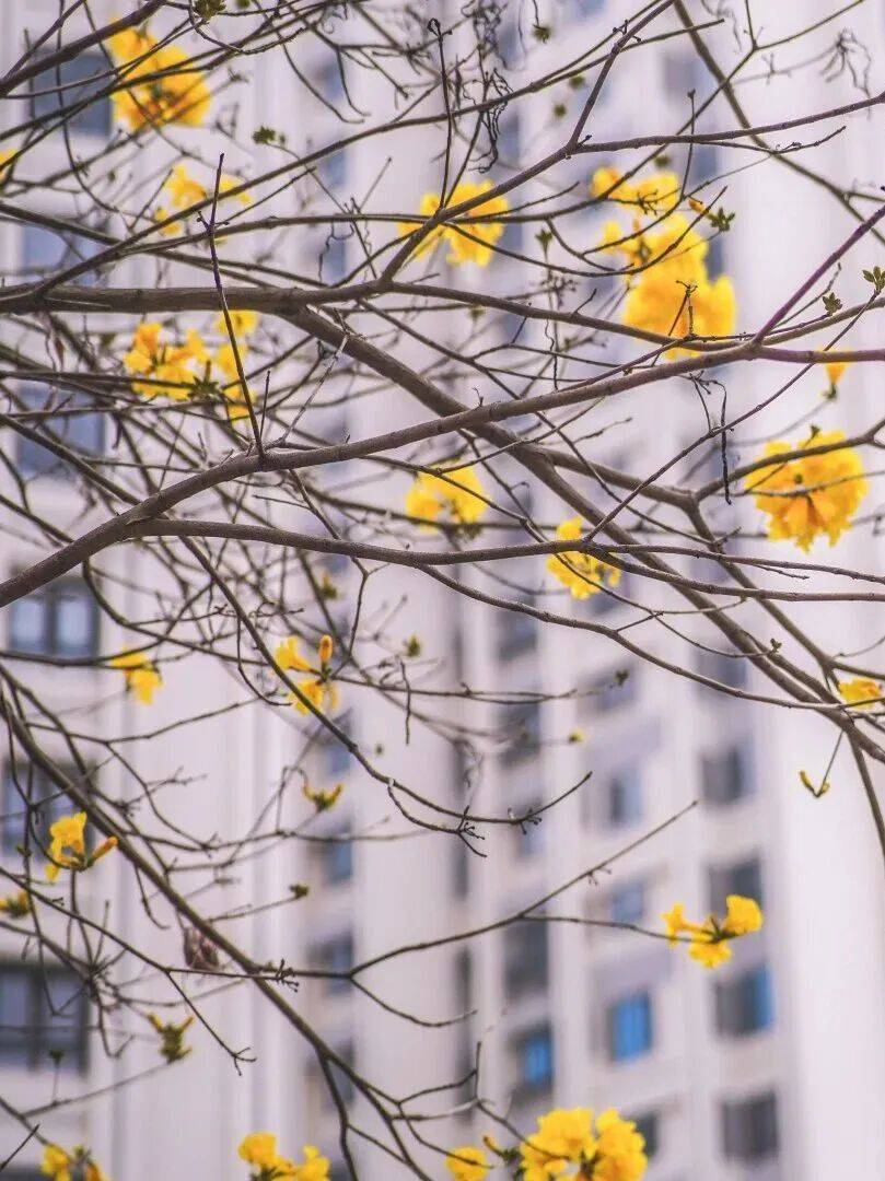 收藏！泉州春日賞花去哪里？花期+地址全攻略