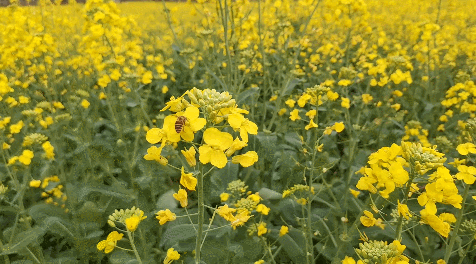 收藏！泉州春日賞花去哪里？花期+地址全攻略